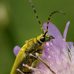 photo "The green bug"