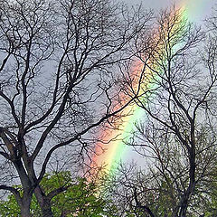 фото "Rainbow"