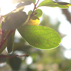 фото "Sunny Day"