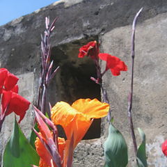 photo "Flowers in the Fort"