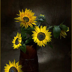 photo "Sunflowers"