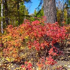 photo "The colours of autumn"