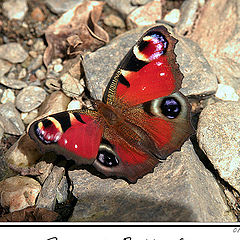 фото "Peacock Butterfly"