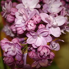 photo "***"