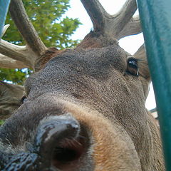 фото "dear deer"