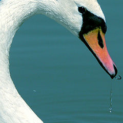 photo "SWAN"