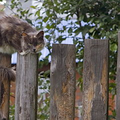 photo "Do not approach"