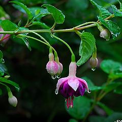 photo "fresh flower"