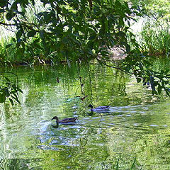 photo "Lake of the park"