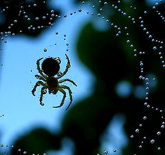 photo "The diver"