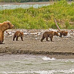 фото "Mom looking over her 4 cubs"