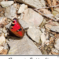 фото "Peacock Butterfly (2)"