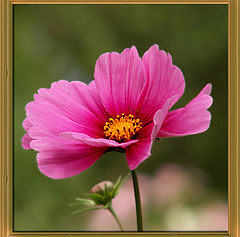 фото "Портрет розового цветка"