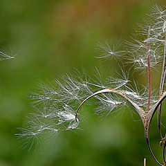 photo "Detachment...    (The tree-2)"