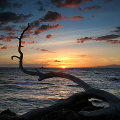 photo "Sunset with a stick"