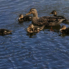 фото "Mother and sons - To Luis Lima"