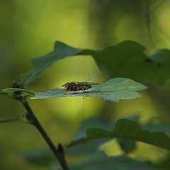 photo "Fly on the leaf"