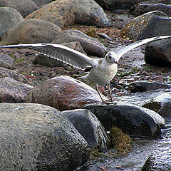 photo "- I  had caught here s-u-ch fish yesterday !"