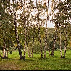 фото "Березовая аллея"