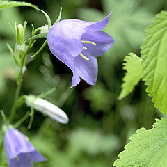 photo "A bluebell and green"