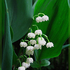 photo "Lily Of the valley"