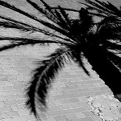 photo "Palm-trees"