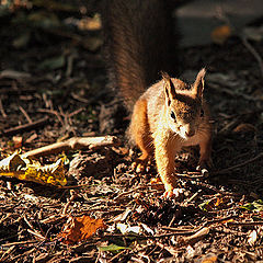 photo "Sunny squirrel"