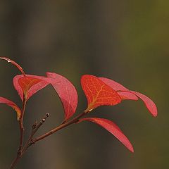 photo "Vaccinium uliginosum (in autumn colours)"