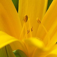 фото "Yellow"