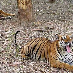 фото "Tigers.....Rest Time"