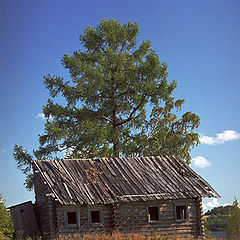 фото "Дом с деревом"