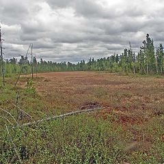 photo "marsh in taiga"