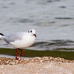 photo "chaika"