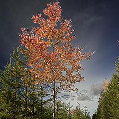 фото "Path at autumn"