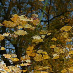 photo "***"