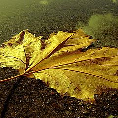 фото "I've been for a walk on this autumn day"