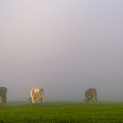 photo "Trio from a fog"