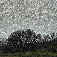 photo "Sea of silver"