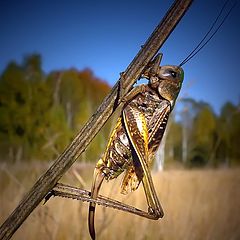 photo "Autumn grasshopper"