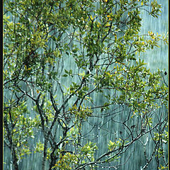 photo "Autumn Rain"