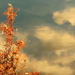 photo "Golden autumn"