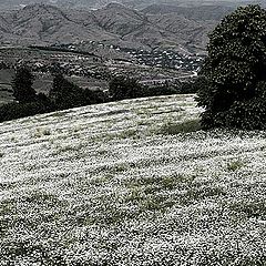 photo "CAMOMILES MEADOW"