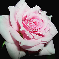 фото "розовая роза"