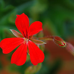 photo "Red and Green"