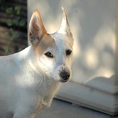 фото "My dog J.r."