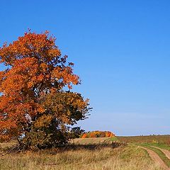 photo "Tree at road"