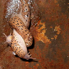 photo "snails make love"