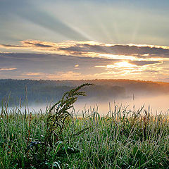 фото "Росное утро"