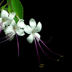 photo "White Tenderness"