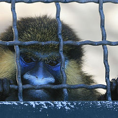 фото "Lisbon Zoo - 01/20"